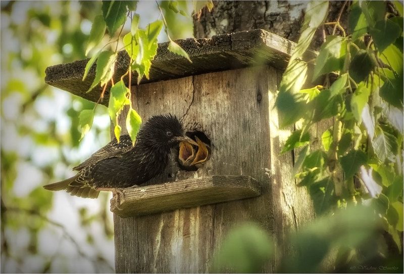 Скворец  фото превью