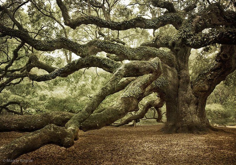 Angel Oak Tree фото превью