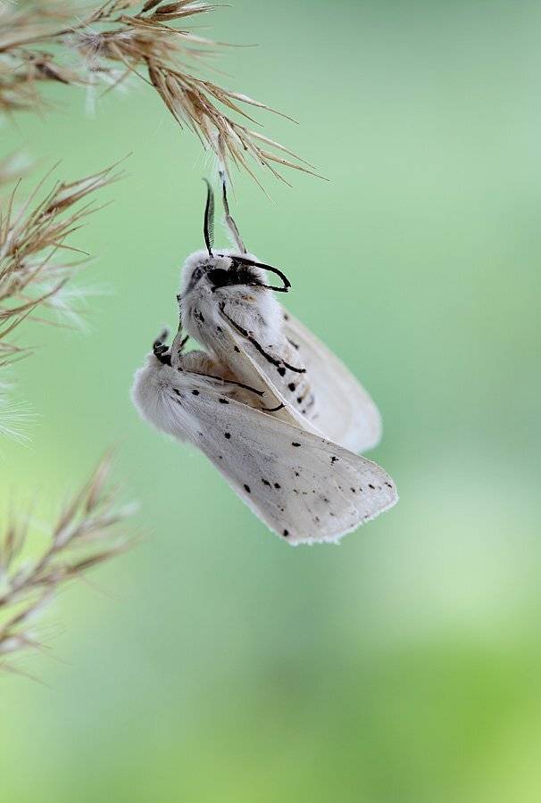 , Сергей Таланов