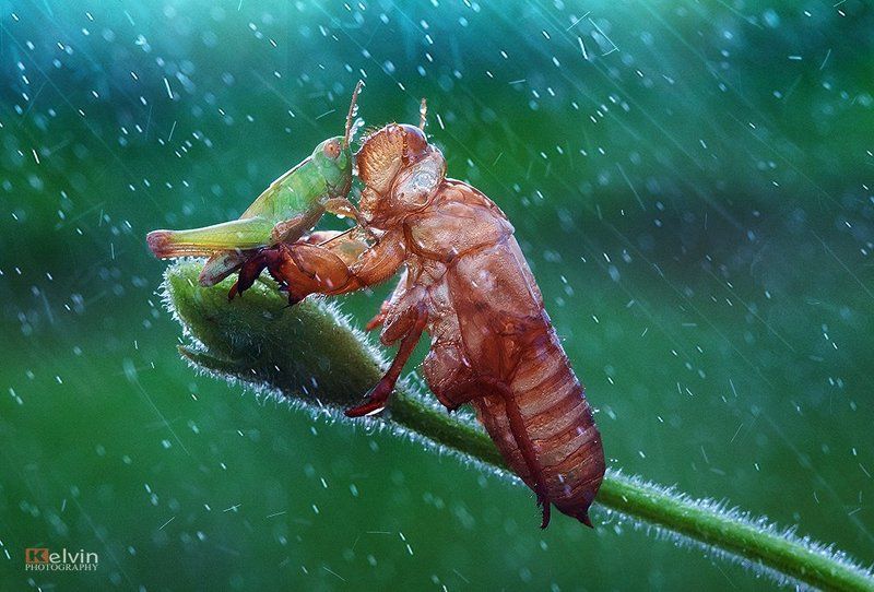KEL фото превью