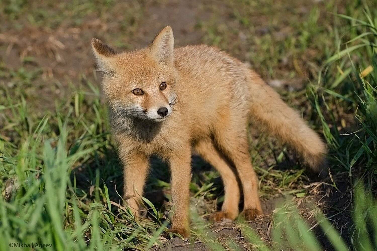 рыжая, лиса, Михаил Агеев