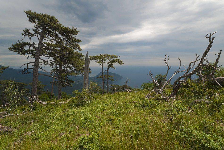 , Саша  Вайсберг / Waldschnepfe /