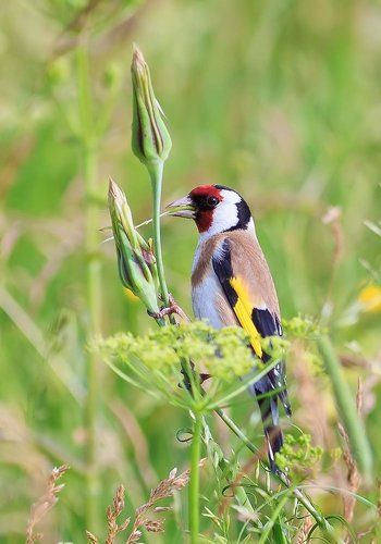 тихая охота щегла