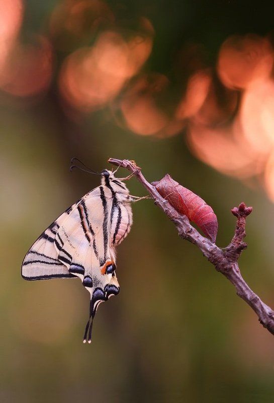 Новая жизнь фото превью
