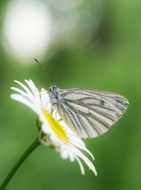 *** фото превью