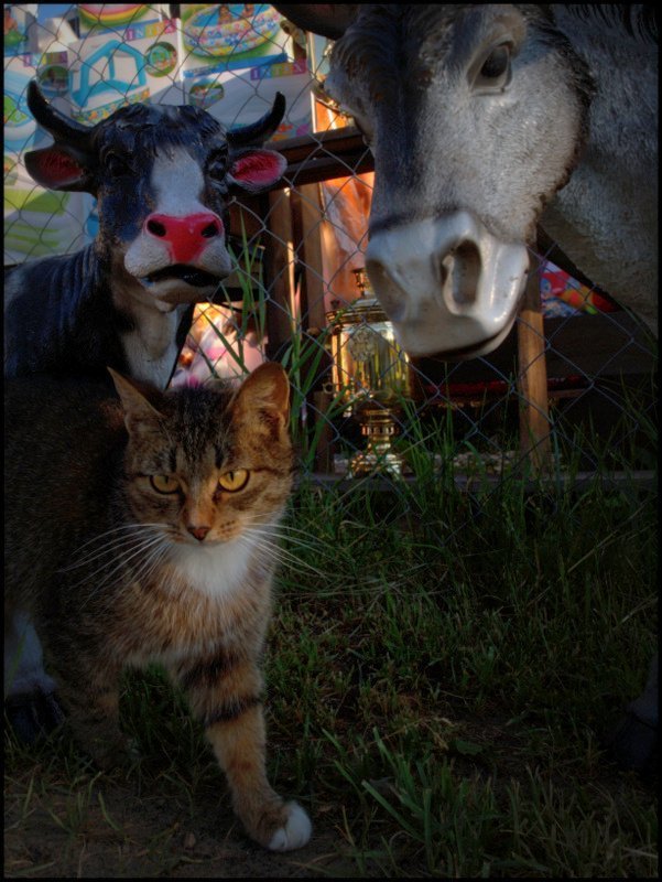 *** фото превью