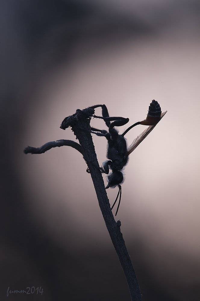 , Игорь ФУММ