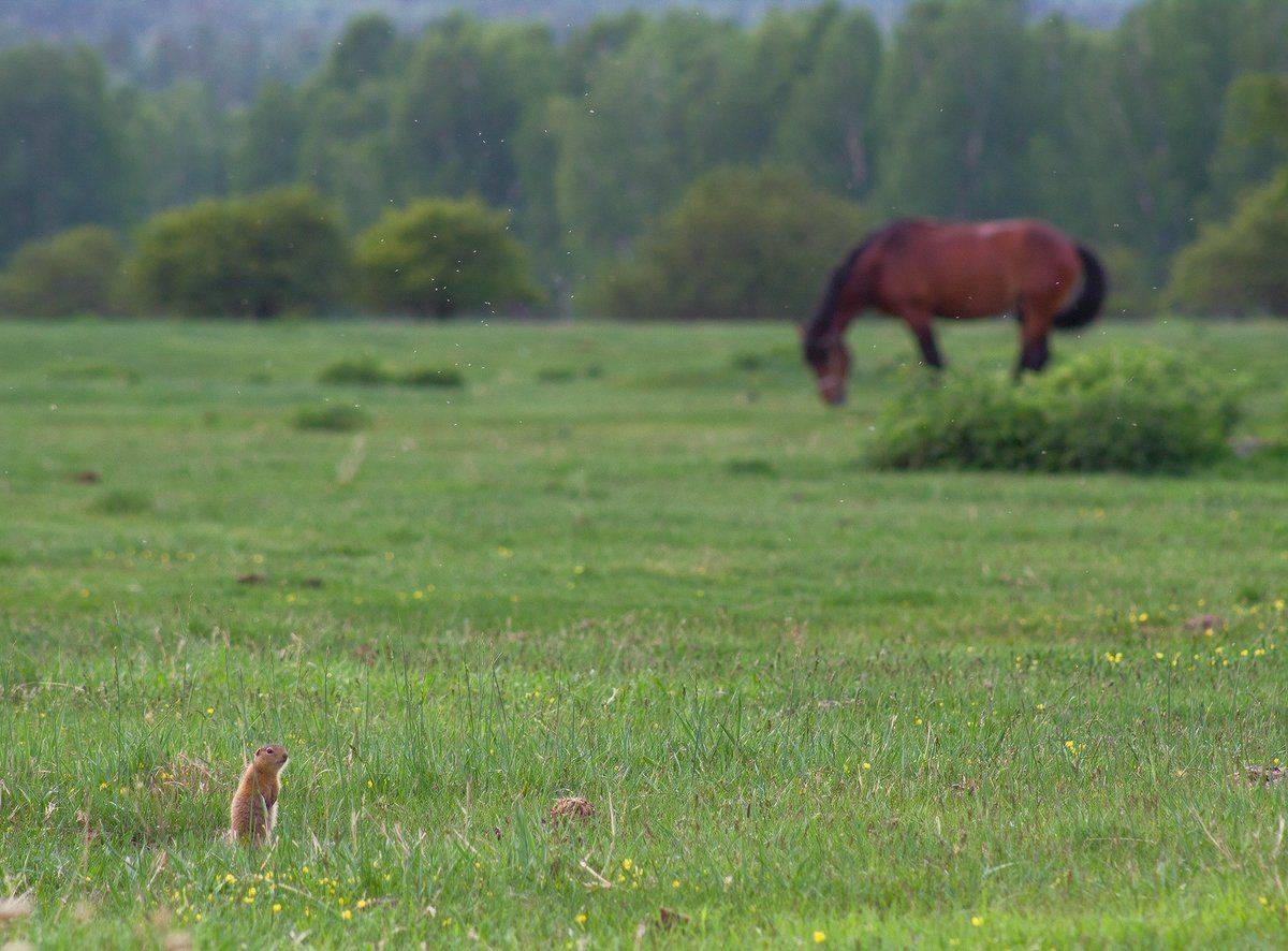 , Николай Морский