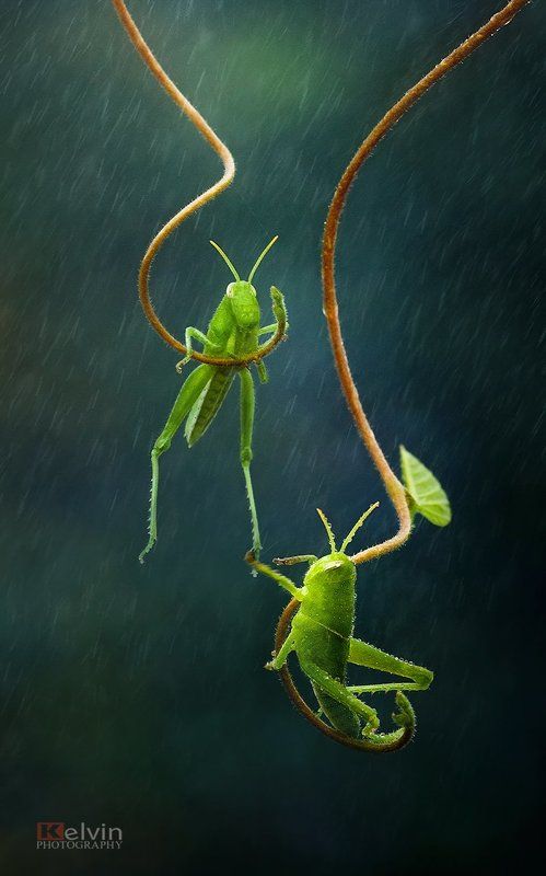 KEL фото превью