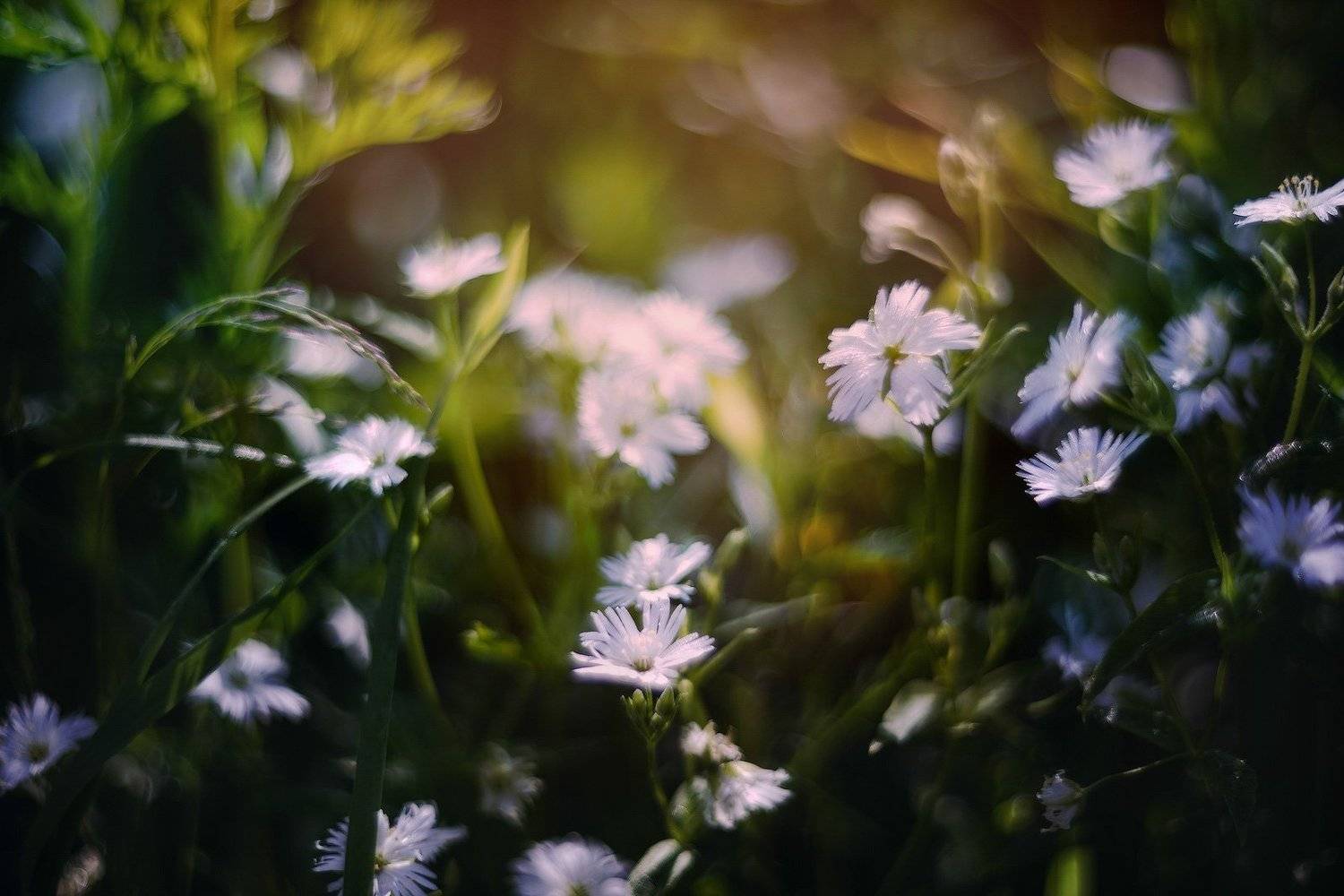 , Андрей Кровлин