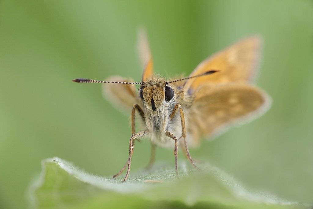 , Сергей Таланов