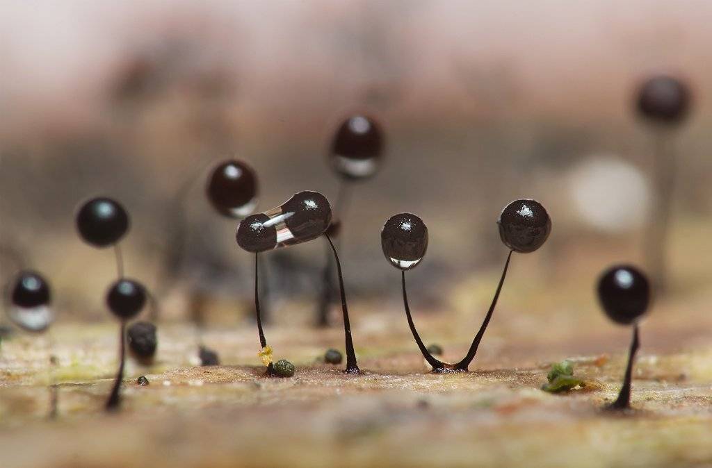 , Валерия Зверева