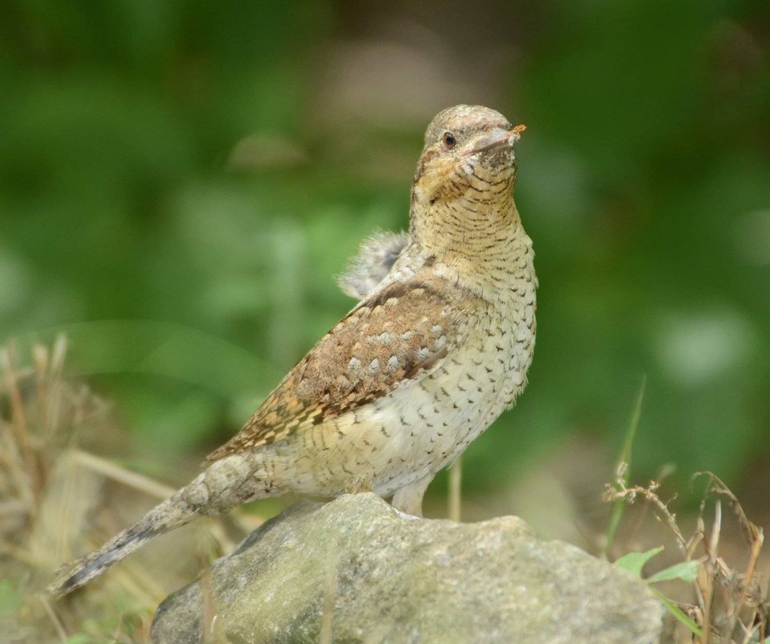 Вертишейка, Дятловые, Игорь Олейник