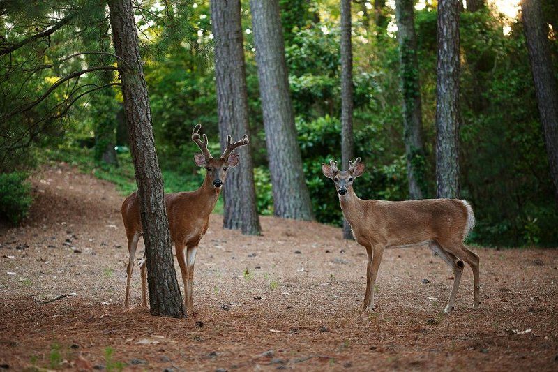 Sweet couple фото превью