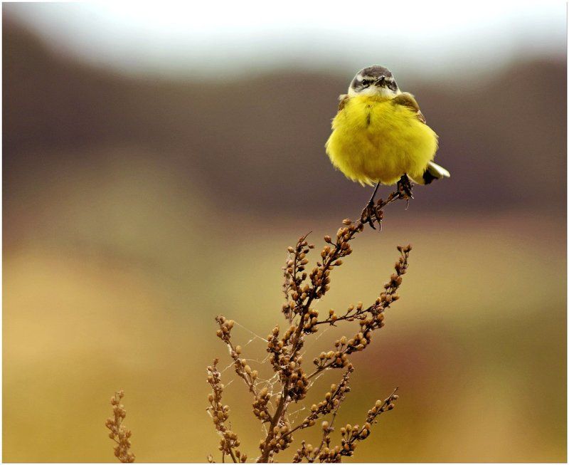 воронеж, желтый, лето, природа, трясогузка, цветы Sun фото превью