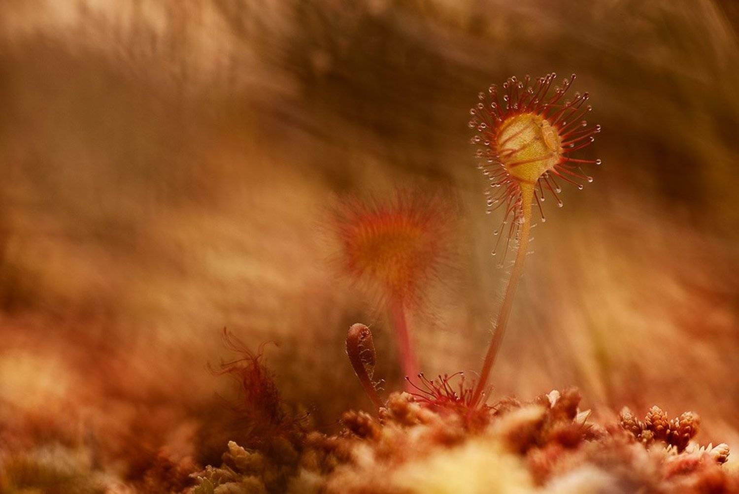 росянка, макропейзаж, Юлия Втюрина