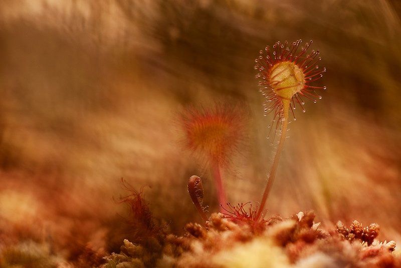 росянка, макропейзаж традиционно... фото превью