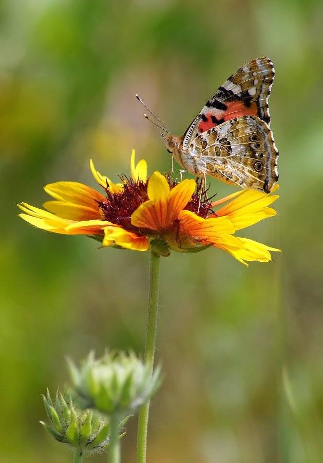 , Чепленко Алексей