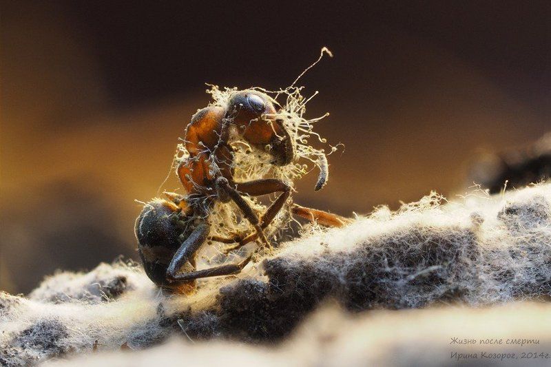 Жизнь после смерти фото превью