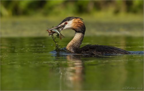 Рыбачка чомга