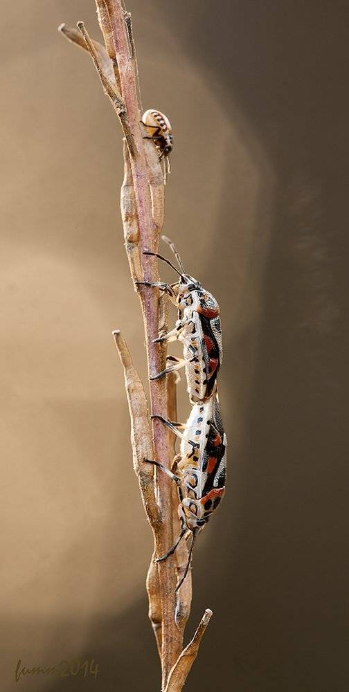 , Игорь ФУММ