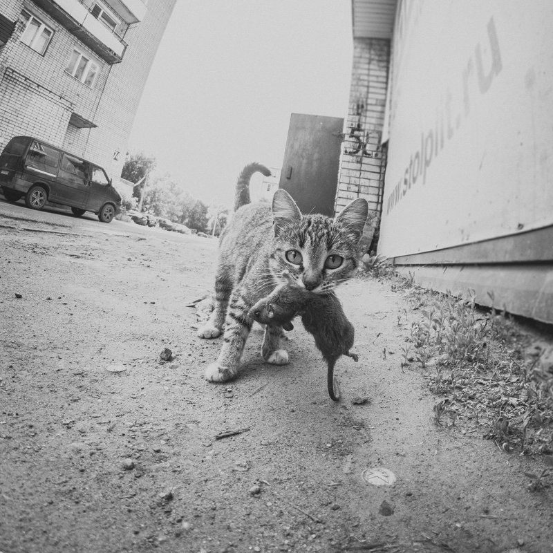 Хищник :) фото превью