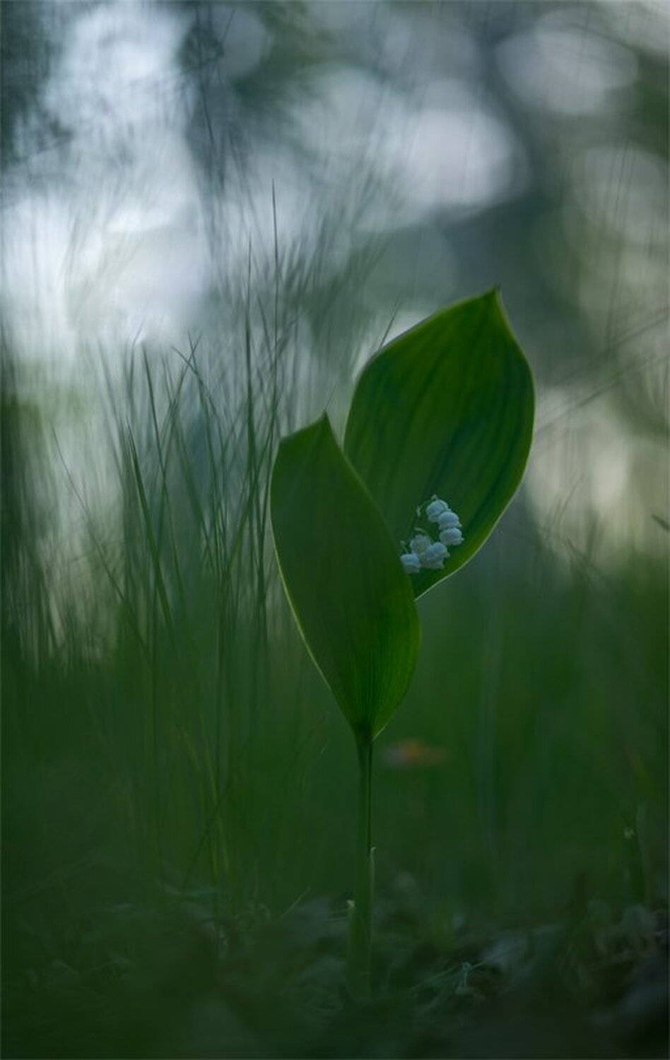 , Геннадий Мещеряков