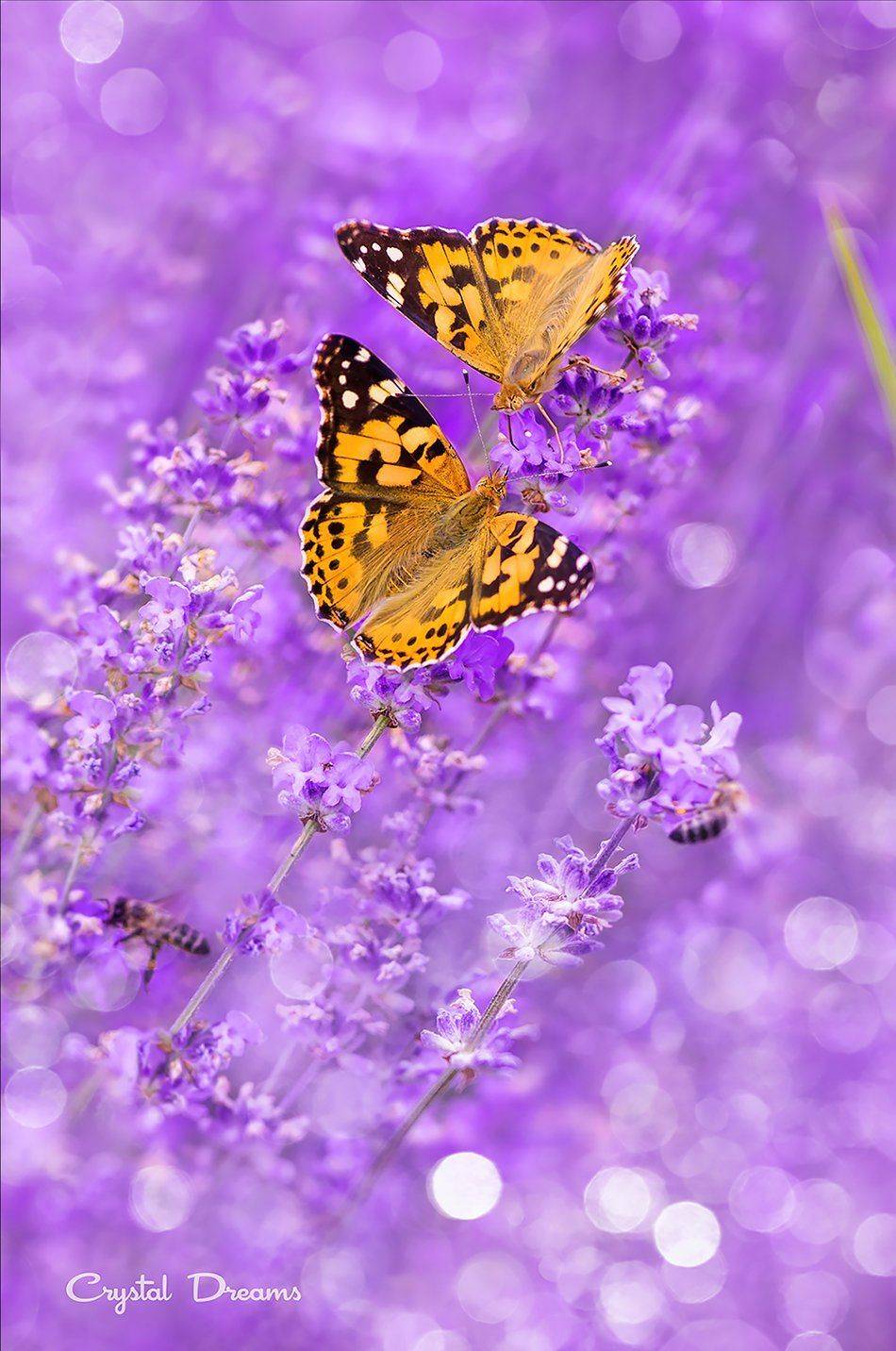 , Татьяна Крылова