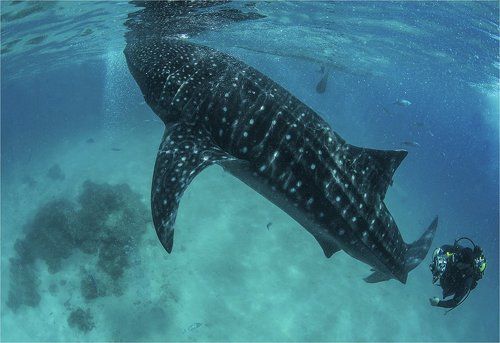 основной инстинкт #2