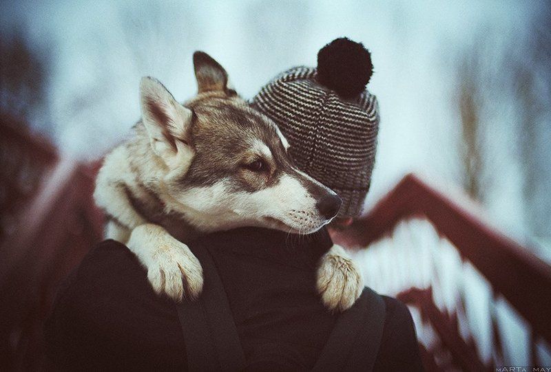 Nikon, Дружба, Животные, Портрет, Собака, Хаски Друзья фото превью