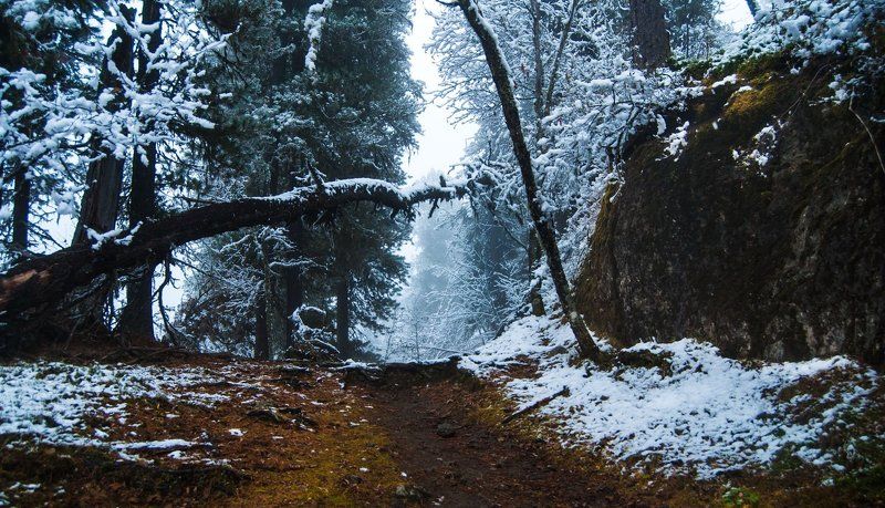 Алтай, Горный алтай, Дебри, Дикая природа, Зима, Иней, Лес, Снег  фото превью