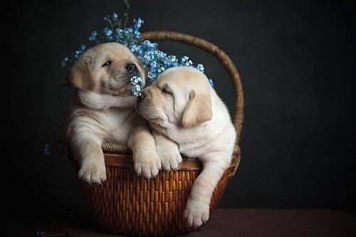 Незабудки бывают мохнатыми)