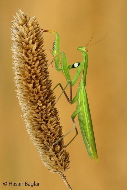 Mantis religiosa фото превью