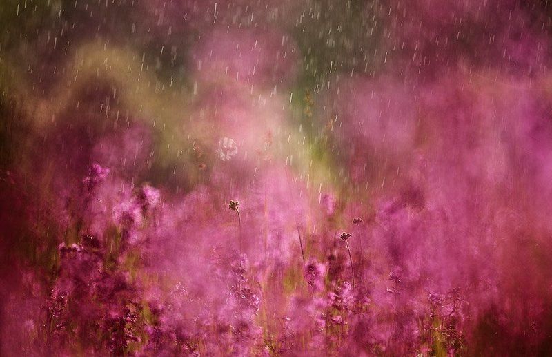 смолка, дождь о смолке и дожде фото превью