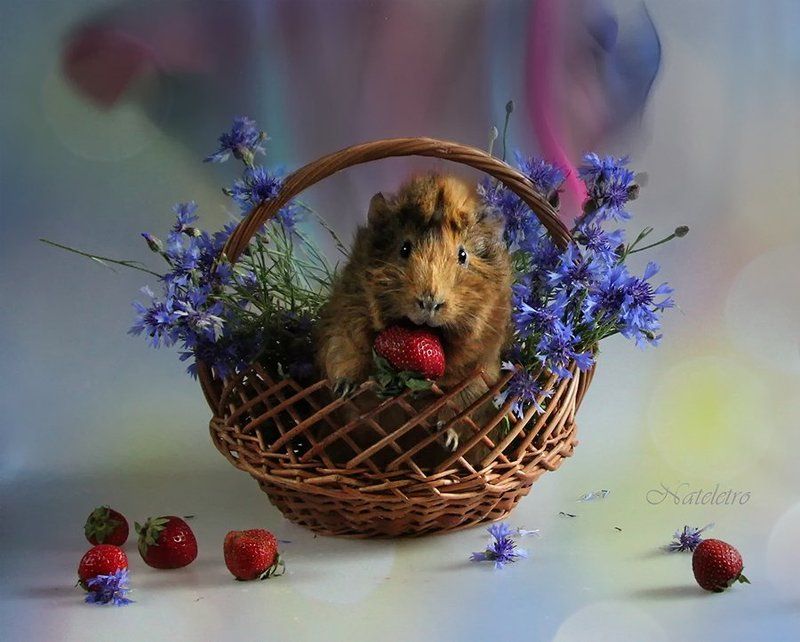 ~***~ фото превью