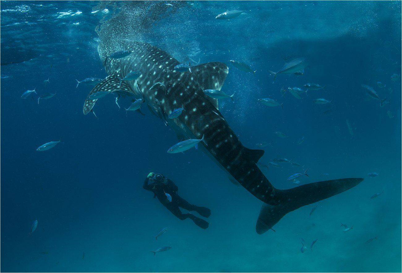 филиппины, китовая акула, дайвинг, Сергей Гаспарян