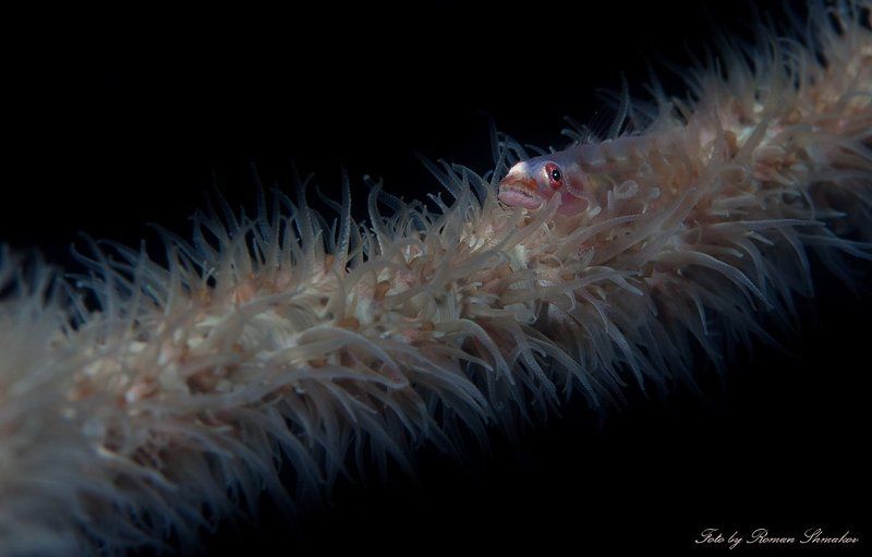 *** фото превью