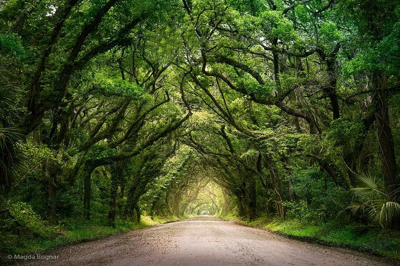 Plantation Road фото превью