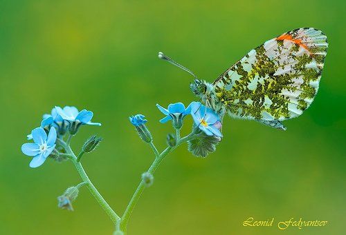 Весенний луговой этюд