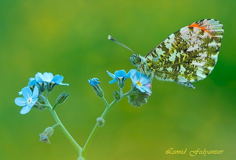 Весенний луговой этюд фото превью
