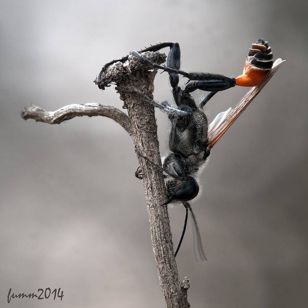 , Игорь ФУММ