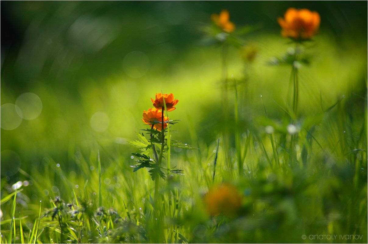 Жарки, Огоньки, Анатолий Иванов