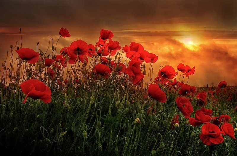 The spirit of the beginning of Summer фото превью