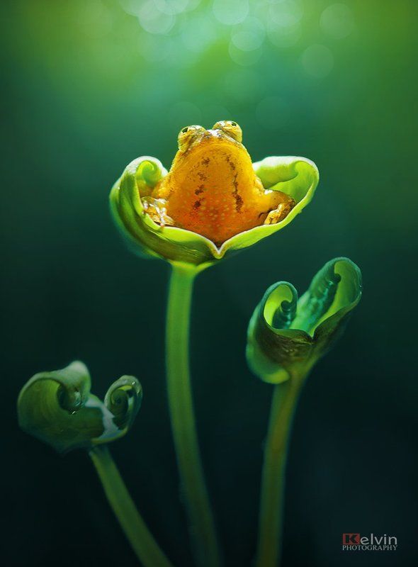 Ếch Con фото превью