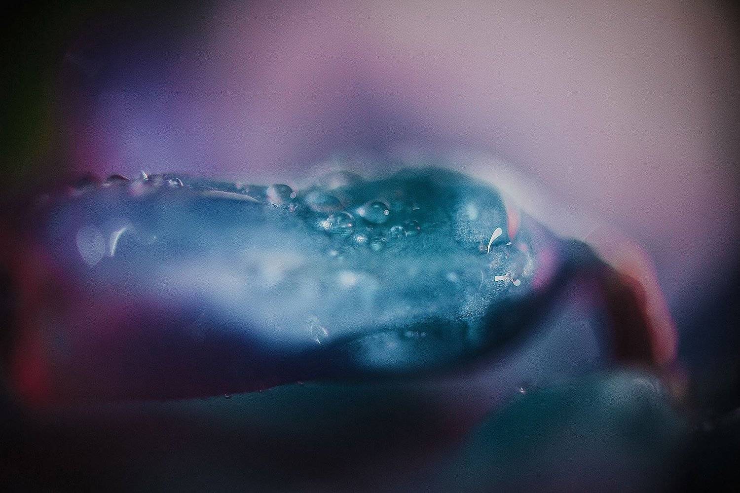 macro, гиацинт, капли, капля, макро, цветок, Анастасия