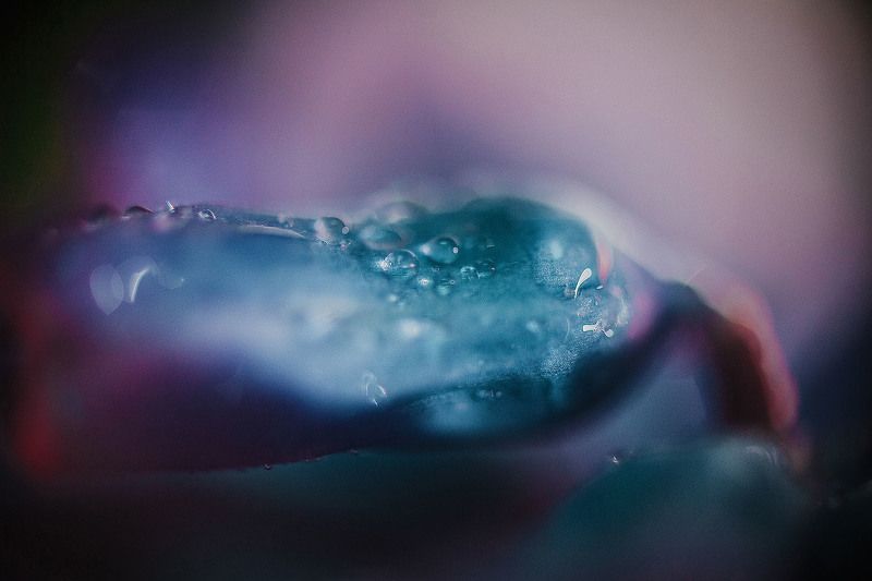 macro, гиацинт, капли, капля, макро, цветок Гиацинт фото превью