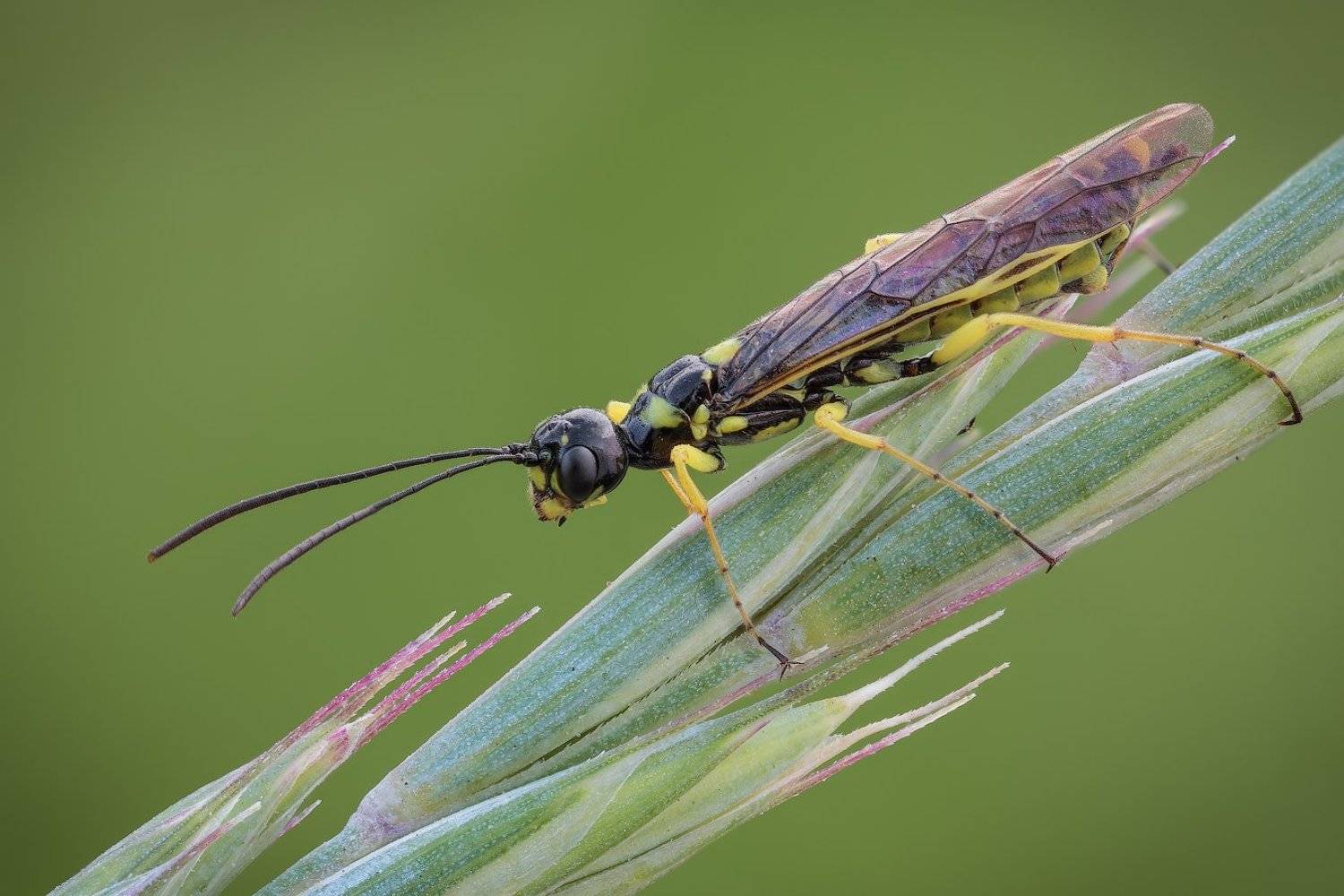 , Вадим Ходаковский