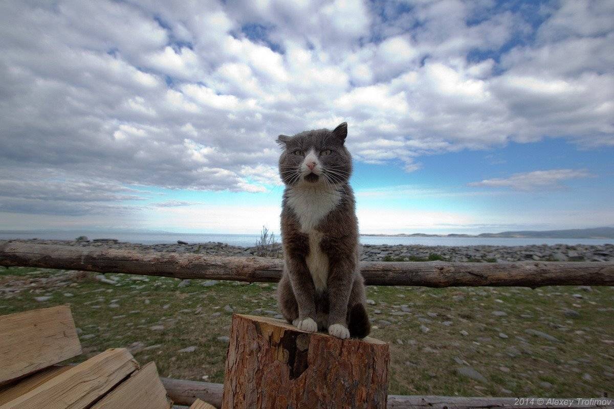 , Алексей Трофимов