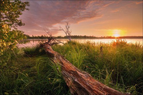 Рассвет у мертвого дерева