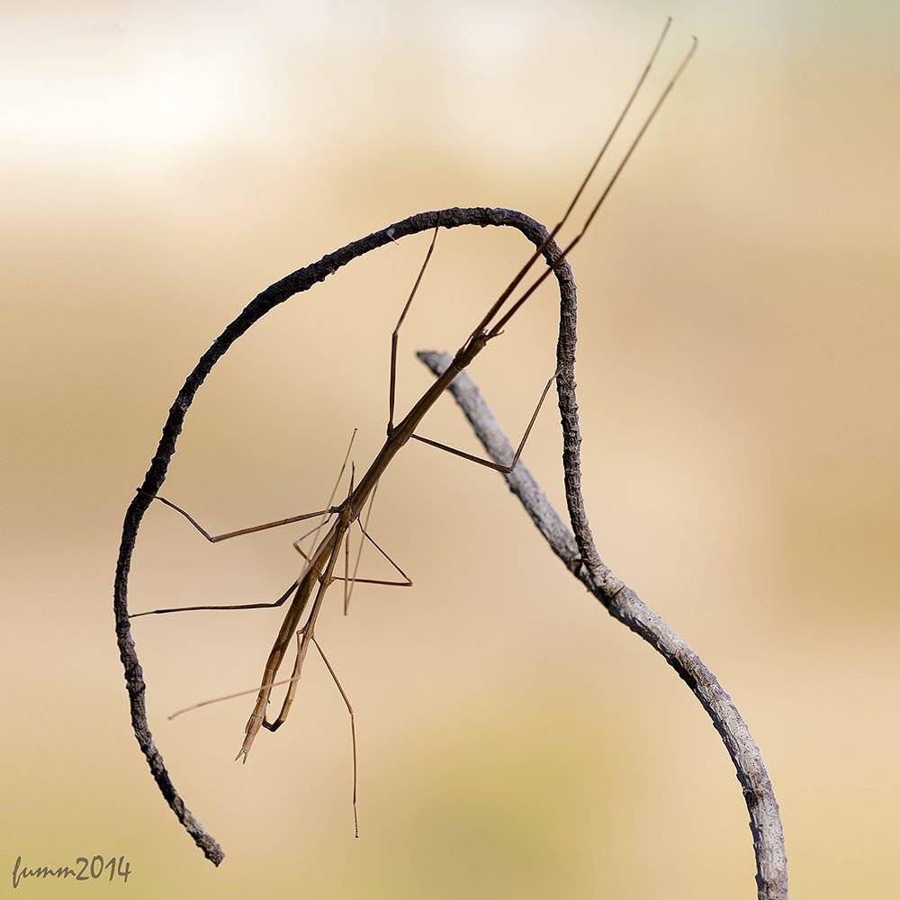 , Игорь ФУММ